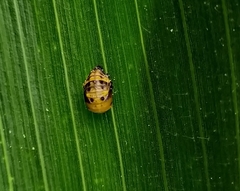 Coccinellidae