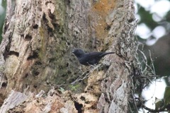 Melaniparus funereus