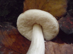 Leccinum flavostipitatum