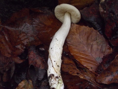 Leccinum flavostipitatum