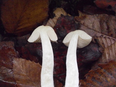 Leccinum flavostipitatum
