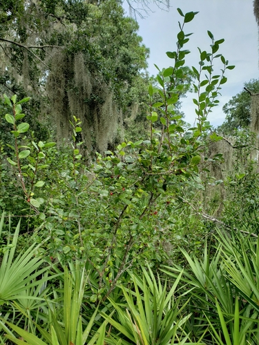 Carolina holly (Ilex ambigua)