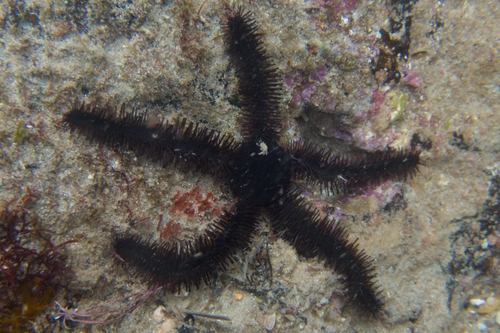 Clarkcoma canaliculata observed 2025-08-10