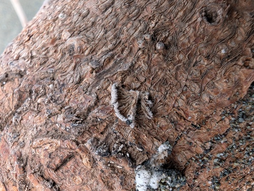 Schizophyllum commune