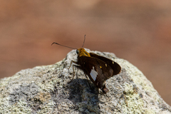 Epargyreus socus orizaba