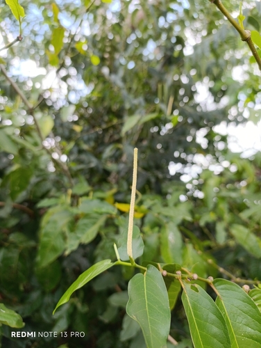 tree pepper