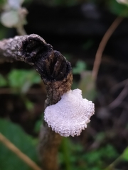Schizophyllum