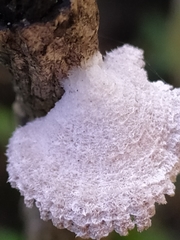 Schizophyllum