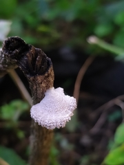 Schizophyllum