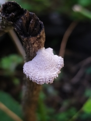 Schizophyllum