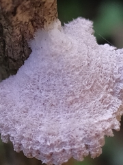 Schizophyllum