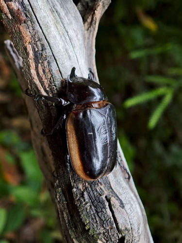 Eupatorus hardwickei