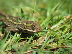 Naultinus gemmeus