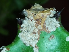 Coccoidea