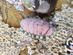 Sypharochiton sinclairi