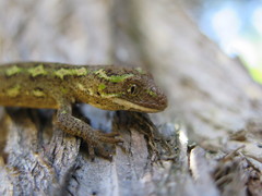 Naultinus gemmeus