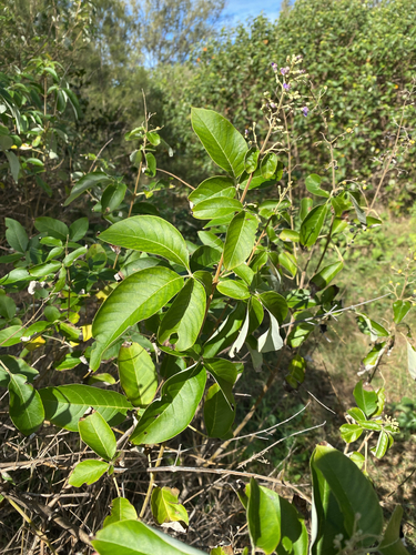 Vitex trifolia