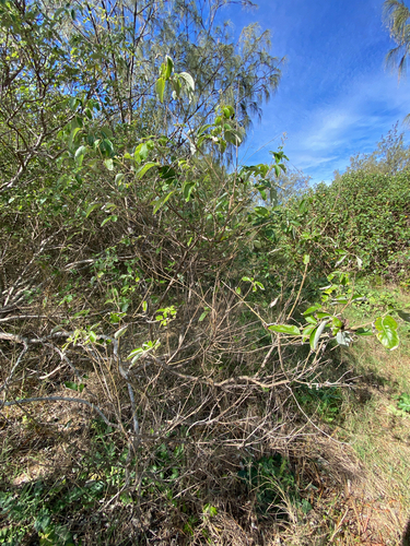 Vitex trifolia