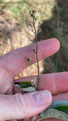 Vitex trifolia