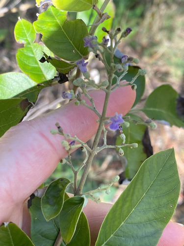 Vitex trifolia