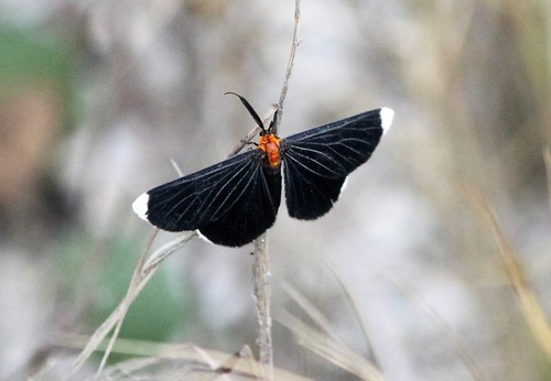 White-tipped Black