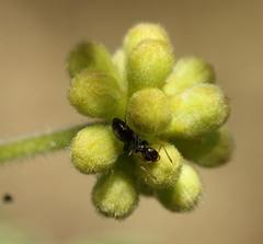 Technomyrmex pallipes