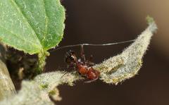 Camponotus valdeziae