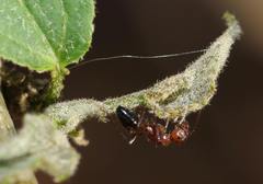 Camponotus valdeziae