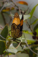 Adelpha melanthe