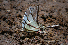 Protographium epidaus epidaus