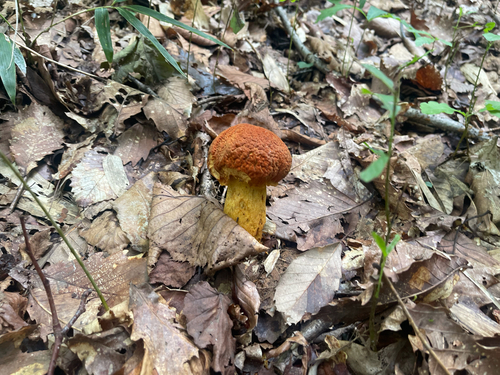 Rugiboletus extremiorientalis