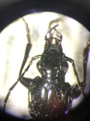 Platynus cincticollis