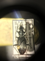 Platynus cincticollis