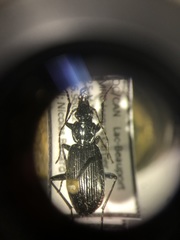 Platynus cincticollis