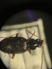 Bembidion nigrum