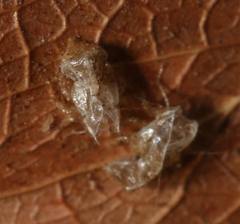 Retroacizzia mopanei