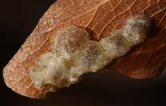 Retroacizzia mopanei