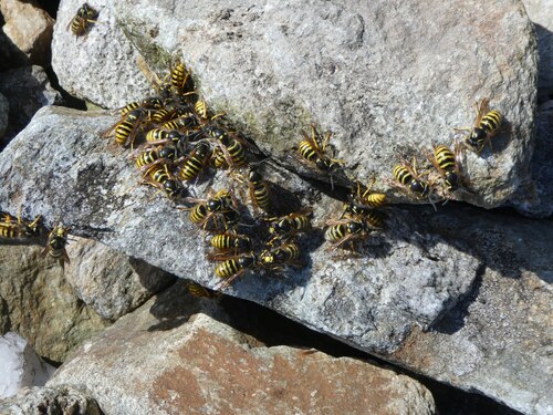 Tree Wasp photo 4