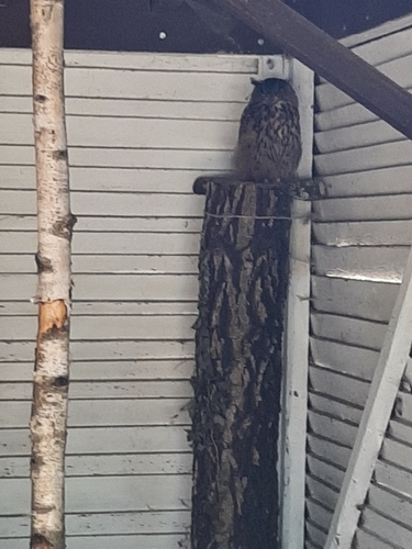 View observation of {o.common_name} on iNaturalist