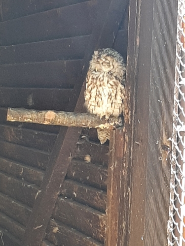 View observation of {o.common_name} on iNaturalist