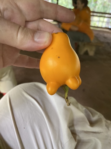 Nipplefruit (Solanum mammosum)