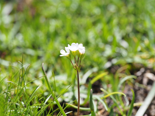 Androsace adfinis (Androsace adfinis)