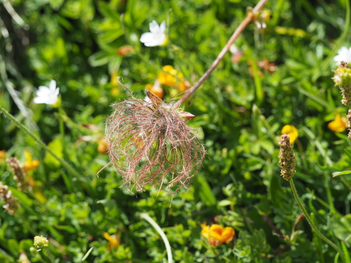 Geum montanum (Geum montanum)
