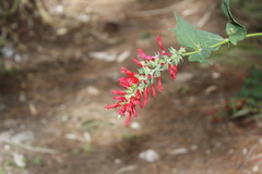 Salvia holwayi