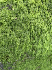 Ulva compressa