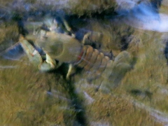 Cambarus robustus