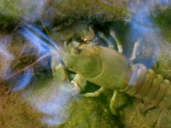 Cambarus robustus