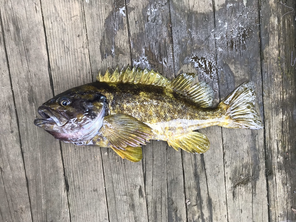 Gray rockfish (Sebastes glaucus) — Sebastidae