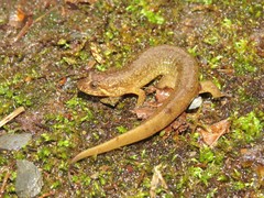 Desmognathus santeetlah