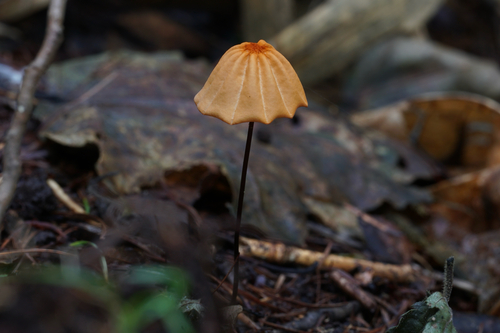 Marasmius siccus